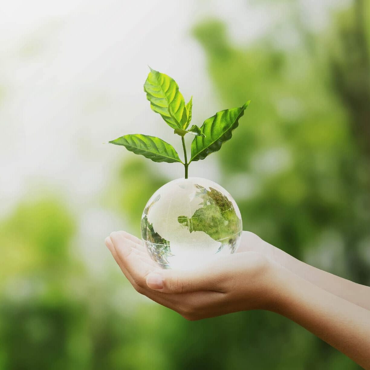 hand holding glass globe ball with tree growing and green nature blur background. eco concept